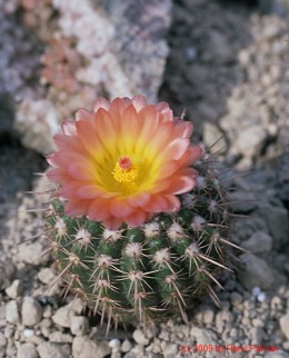 Notocactus cv. CJT61